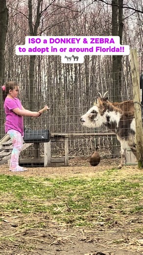 Here’s #nelsonthedonkey & Madi’s viral video reel for attention!! 😘❤️ #donkey #zebra #DonkeyAdoption #ZebraAdoption