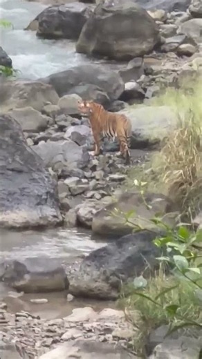 Tiger Siting Near by village.#corbeetWildlifeHub #Jim corbett Tiger