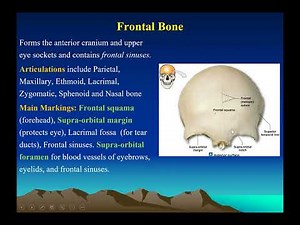 Axial Skeleton Main Points Lecture