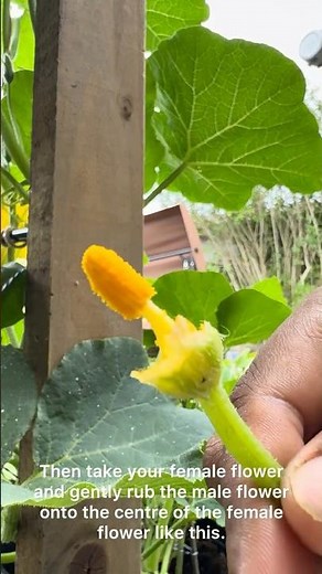 How to Hand Pollinate Pumpkin Flowers 🌼🎃 (100% Beginner Friendly) #shortsvideo #gardeningtips