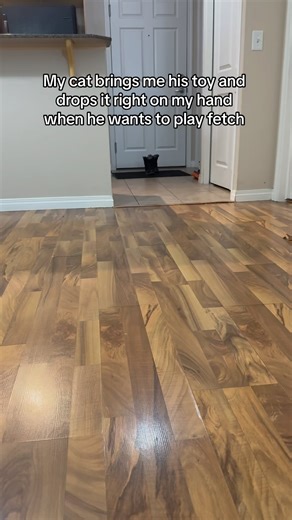 26K views · 551 reactions | Golden retrieving cat  . . . . . . . . #catsofinstagram #bengalsofinstagram #catfluencer #petfluencer #naughtycats #playingfetch #instacats #viralreels #funnyreels #threenawtycats | Three Nawty Cats | Facebook