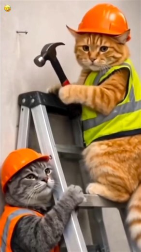 civil engineer cat 😂😂 #cat #funny #shorts
