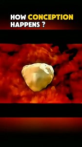 122K views · 456 reactions | How conception happens? Ever wondered how life begins ? here's how conception really happens. Disclaimer: This video is for educational purposes only and is intended to raise awareness about medical procedures. It does not violate TikTok community guidelines and contains no graphic or harmful content. #conception #howlifebegins #pregnancy #medicaleducation #healthawerness #LearnOnTikTok | Surgery Page | Facebook