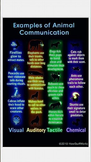 How Do Animals Communicate? Bright & Easy Learning for Kids 🐾#animals #animallovers #animallanguage