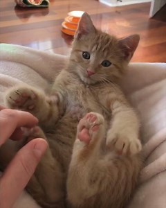 1.1M views · 213K reactions | Snuggly ginger kitties :) (courtesy: veggiedayz) | Love Meow | Facebook