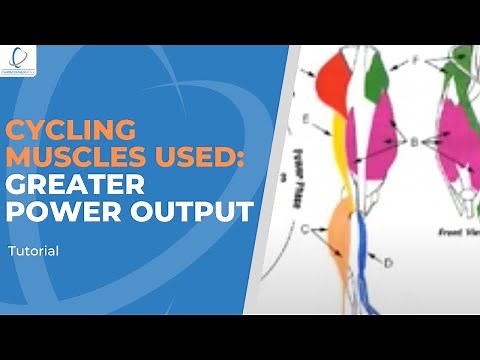 Cycling Muscles Used: How to Unlock Greater Strength, Endurance & Power Part 1