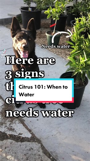 Optimal Watering Schedule for Citrus Trees