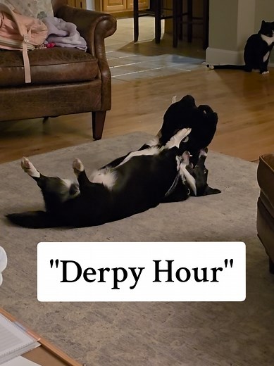 Enjoying Derpy Hour with Our Corgi