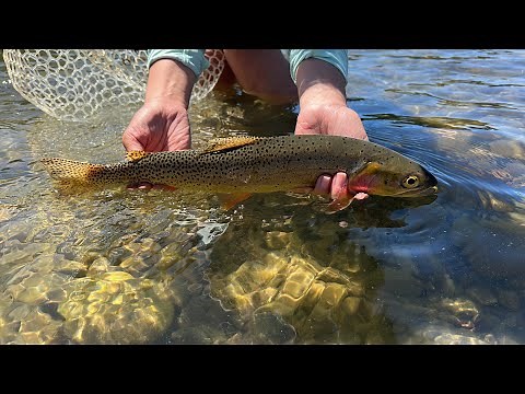 Jackson Lake Dam Fishing | Snake River | So easy, an Andrew can do it.
