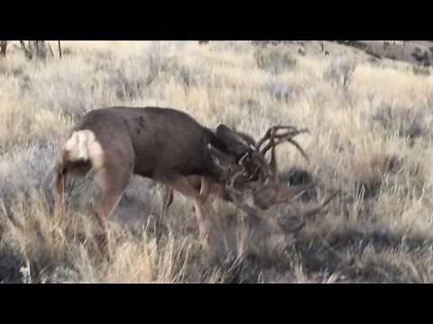 Mule Deer Fighting in the Rut in Utah