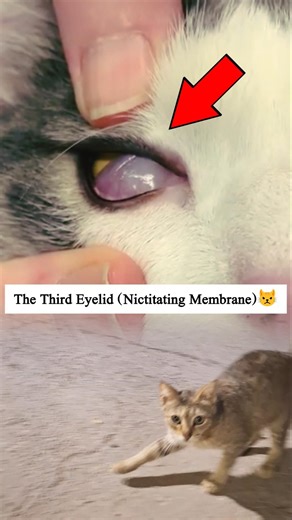 The Third Eyelid (Nictitating Membrane) #shorts #youtubeshorts #fyp #AnimalAnatomy #EyeProtection