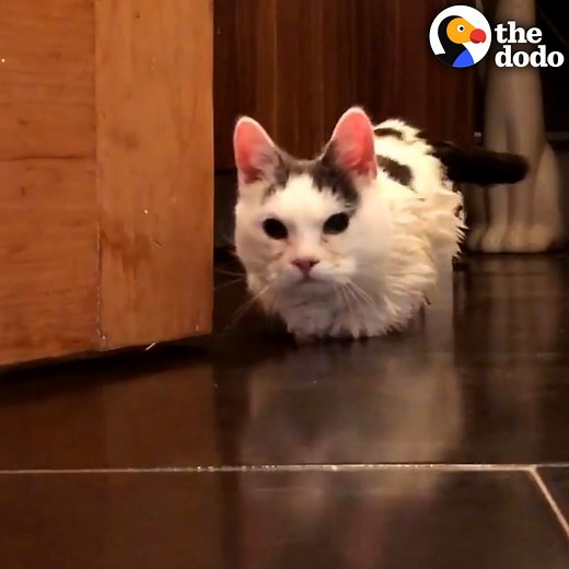 This is what it's like when your cat's a 3-pound "potato" 🥔 | The Dodo