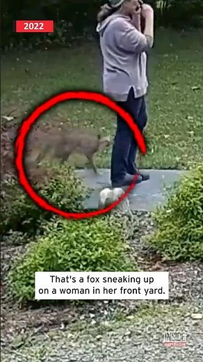 Vicious Rabid Fox Attacks Woman in Her Yard #shorts