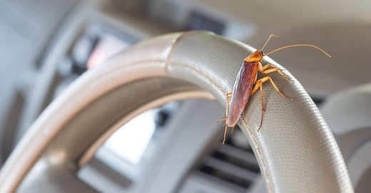 Roaches In Your Car: Why They Do This and How to Remove Them