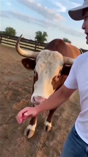 This massive bull's reaction to man will shock you #animals #cattle #scary