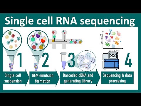 Single cell RNA sequencing overview | ScRNA seq vs Bulk seq | chemistry of ScRNA seq |Bio Techniques