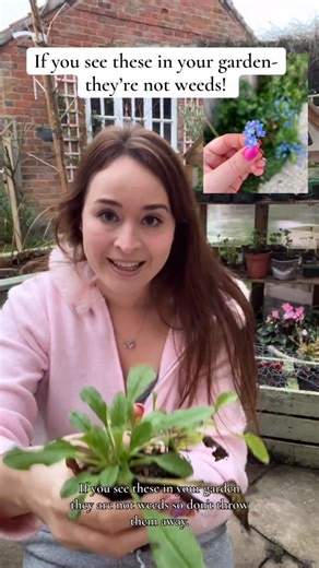 🌸GINA’S FLOWER GARDEN 🌸 on Instagram: "My lazy gardening hack for an easy pretty May garden. Moving my self seeded forget me nots around! They’re the kind of plant you only buy/ grow once. 💙 If you see these lurking anywhere and you don’t have any in your garden- dig them up and bring them home! Let them go a bit wild when they seed… 🏠 You will have a gorgeous sea of blue flowers. They look adorable planted in tulips pots too, or for cutting. I do love a forget me not 💙🩷🤍#forgetmenot #gar