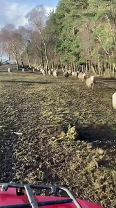 51K views · 6.4K reactions | It’s a giant sheep race at feeding time in farmer Richard’s daily update! | Hall Hill Farm | Facebook