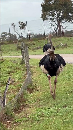 Ostriches Outsprint Horses! Fastest Land Bird Revealed 🏃‍♂️🐎