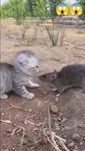 Crazy Cat vs Mouse Fight Caught on Camera | Unexpected Animal Battle