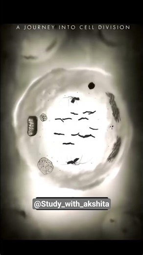 metosis a journey to the cell division #science #cell #celldivision #biology #medical #microscopic