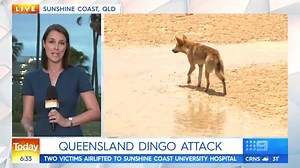 A nine-year-old boy and a 24-year-old woman have been rushed to hospital after being mauled by a dingo. It's the second attack on a child in just over a month on Fraser Island. #9Today | TODAY