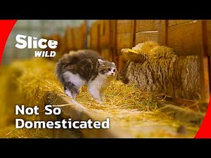 Kittenhood: The Wild Instincts of Domestic Cats I FULL DOC | SLICE WILD