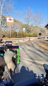 18K views · 365 reactions | Sharp term here so I command the dogs to the left by saying HAW(left)then GEE(right)to turn. I was a tractor trailer driver and that job was good training for my sled dog lifestyle:) LOL! #WooFDriverOnTour #DogMotoSports | WooFDriver | Facebook