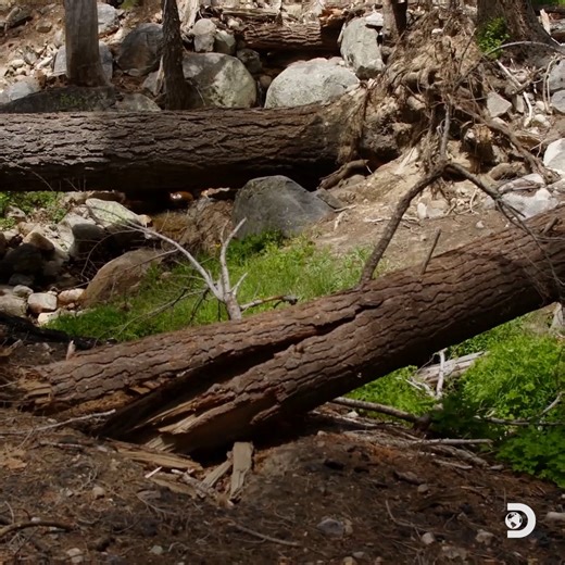 657K views · 3.4K reactions | Investigators scope out Ghost Canyon in the hopes of uncovering the truth behind Theresa Ann Bier's disappearance. Could Bigfoot have really played a role? Watch #BigfootTookHer NOW on Discovery. | Discovery | Facebook