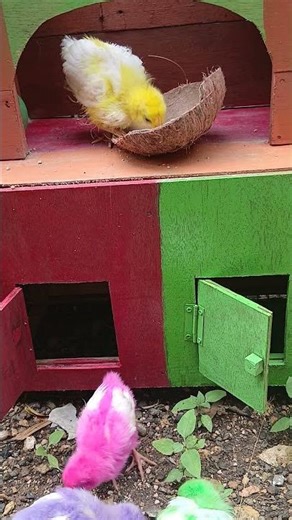 Wait… Are These Chickens Real? 😲"