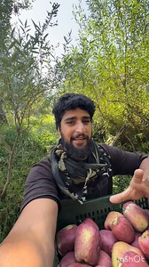 25K views · 497 reactions | Yay vari Bohut he aachi hai is ka colour woow Griba Gardens Pvt Ltd Basit Yousuf Sheikh Bilal The Orchardist A Rashid Shahoori Merino Sheep Farm Lassipora Pulwama The Daily Manch #b #TreePlantation #gogreen #localplants #Alhamdulillah | Basit Yousuf | Facebook