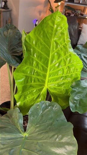 ALOCASIA (NEW LEAF REVEALED) MACRORRHIZA #alocasia #alocasiavarieties #plants #macrorrhiza