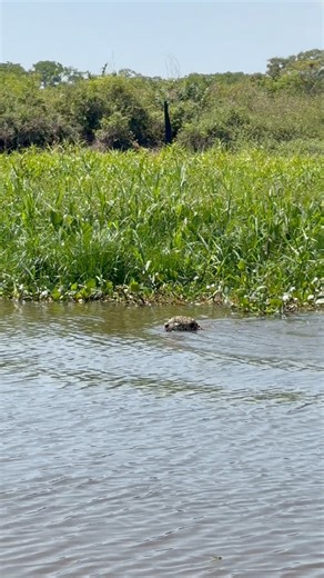 Jaguar 0 — Caiman 1 She patrolled the river’s edge looking for caiman, but the caiman reacted first — and with a splash, it was gone. Join us in the heart of Brazil’s wetlands for unmatched, up-close moments with the Pantanal’s apex predators. 📍 Northern Pantanal, Brazil 🗓️ 01-10 September 2026 🔗 Message or mail hello@legendsafaris.com for more info or to reserve your spots #PantanalSafari #JaguarTracking #LegendSafaris #BoatSafari #WildlifePhotography #JaguarInTheWild #PantanalBrazil #Photog