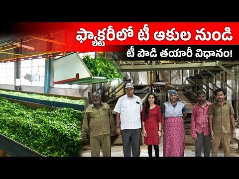 How is Tea Powder Made? Tea Powder Making Process in Telugu | Tea Powder Manufacturing Unit