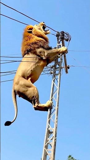 Animal Fails & Funny Moments #funny #funnyanimals #funnycreatures #funnyshorts