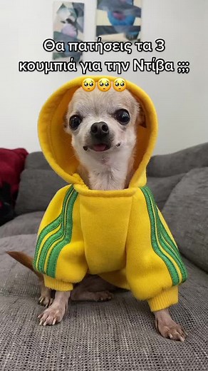 Chihuahua in a Stylish Yellow Hoodie