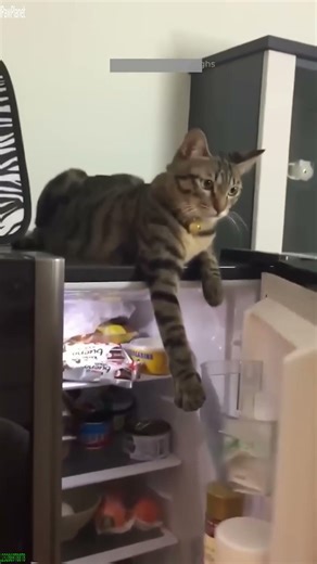 Mini Cat loses badly - Funny Show 😆 Try Not To Laugh!
