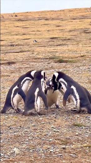 Meet the Magellanic Penguins of Magdalena Island 🐧 #bucketlisttravel #penguins #IslaMagdalena