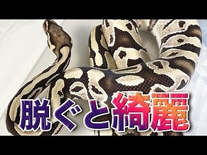 Desert Ghost｜Ball Python Morph List