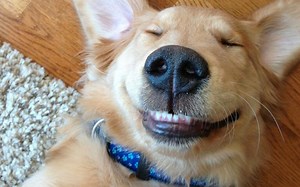 6 Potential Signs of Dental Disease in Pets | Shallowford Animal Hospital