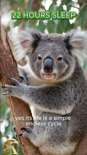 The "Dumbest" Animal on Earth? 🧠🐨 Smooth Brain Facts! #Koala #Shorts