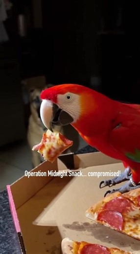 Parrot’s Secret Midnight Mission 😅 #parrots #funnyvideos #funnyreels #police #parrotfun #sorasworld #investigation #policevsparrot #talkingparrot #parrotreels #parrotfunny #parrotreels | Naughty Pets