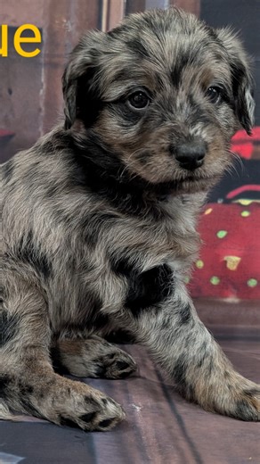 Robertson's Retrievers and Doodles on Instagram: "Our 5-week-old F1B Labradoodles are growing fast, and we’re excited to share that all pick spots are officially reserved! 🐾✨ A huge thank you to all the wonderful families who have been a part of one of these sweet pups—we’re so grateful for your trust and can’t wait for you to meet your future companion puppy family member! 💛🐶"