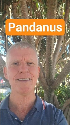 Pandanus - big size, big budget