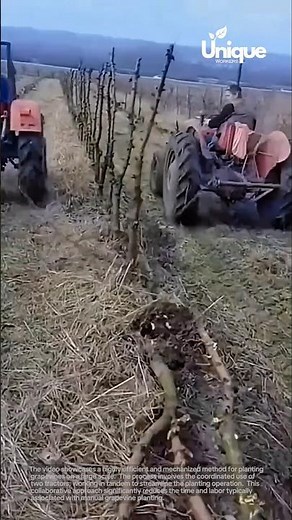 Automated vineyard planting: boosting grape production