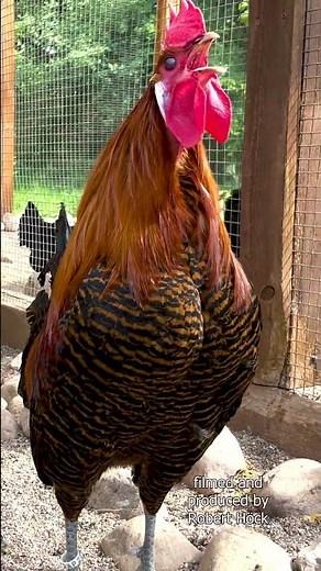 Goldener Brakel Hahn kräht - Golden braekel rooster crowing - Campine chicken - Seltene Hühnerrasse