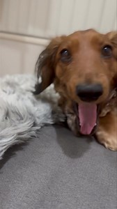 A dog yawning is probably the sweetest sound ever. 🥰🔊 | Daisy Rey Dachshund