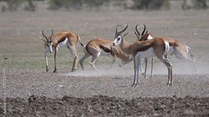 Springbok locking horns in a fight at Central Kalahari Game Reserve in Botswana