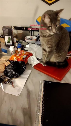 Dan Mikulas (@danmikulas)’s videos with original sound - Dan Mikulas