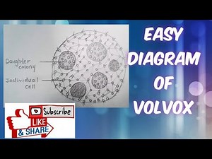 How to draw easy volvox diagram step by step